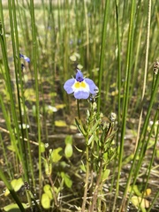 Porterella carnosula