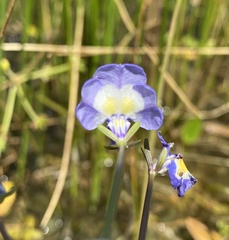 Porterella carnosula