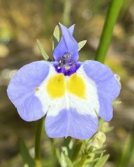 Porterella carnosula