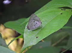 Ostrinotes sophocles