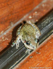 Fuscous-Blotched Treefrog photo 4