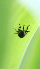 Nanophyinae
