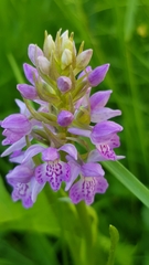 Dactylorhiza majalis baltica