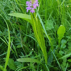 Dactylorhiza majalis baltica