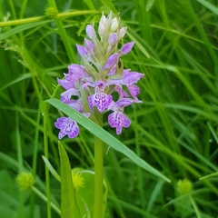 Dactylorhiza majalis baltica