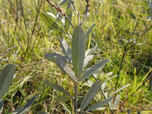 Image of Eriosema psoraleoides by (c) Mahomed Desai, some rights reserved (CC BY)