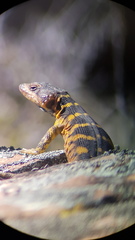 Pseudocordylus microlepidotus