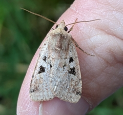 Diarsia esurialis