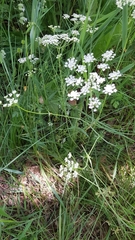 Bunium bulbocastanum