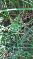 Bunium bulbocastanum