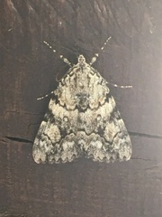 Catocala lineella