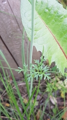 Bunium bulbocastanum