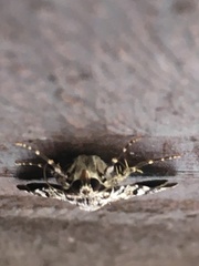 Catocala lineella