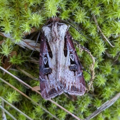 Agrotis vancouverensis
