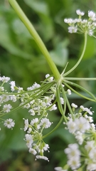 Bunium bulbocastanum