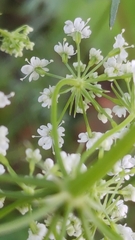 Bunium bulbocastanum