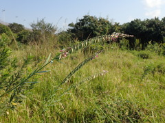 Polygala hottentotta