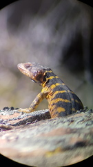 Pseudocordylus microlepidotus