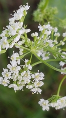 Bunium bulbocastanum