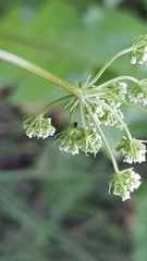 Bunium bulbocastanum