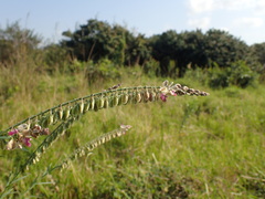 Polygala hottentotta