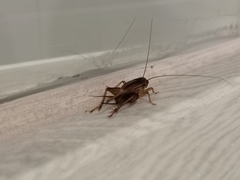 Acheta domesticus