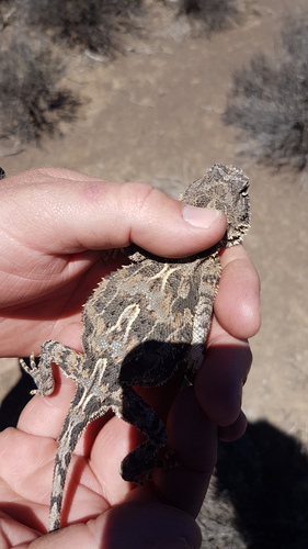 Agama hispida