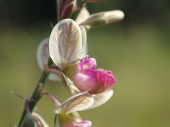 Polygala hottentotta