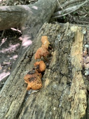 Gymnopilus braendlei