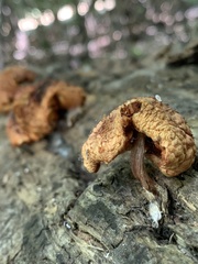 Gymnopilus braendlei