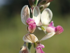 Polygala hottentotta