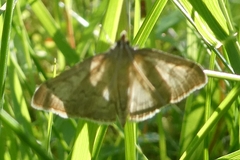 Anania fuscalis