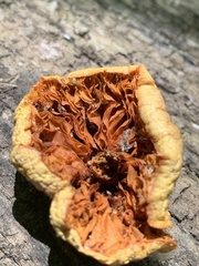 Gymnopilus braendlei