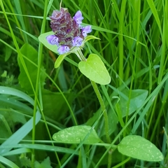 Prunella vulgaris