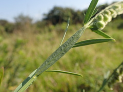 Polygala hottentotta