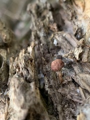 Gymnopilus braendlei