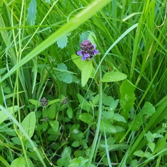 Prunella vulgaris
