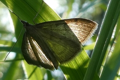 Anania fuscalis