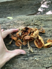 Gymnopilus braendlei