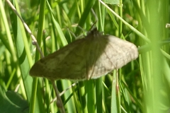 Anania fuscalis