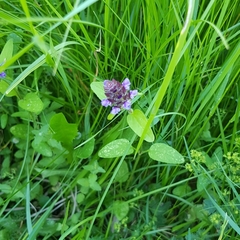 Prunella vulgaris