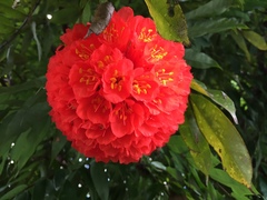 Brownea grandiceps