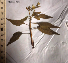 Sonerila cannanorensis