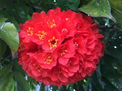 Brownea grandiceps