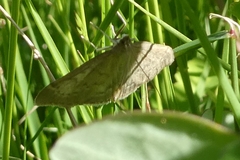 Anania fuscalis