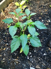 Capsicum annuum annuum
