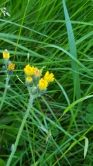 Tracheophyta