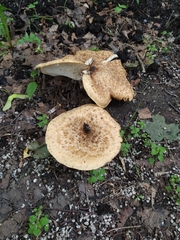 Cerioporus squamosus