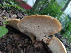 Cerioporus squamosus