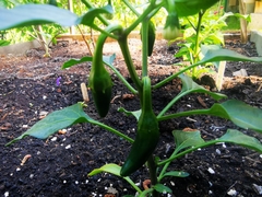 Capsicum annuum annuum
